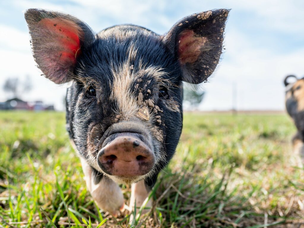 petit cochon dans un champ regardant l'objectif de la caméra